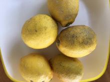 自然栽培レモン家庭用　5kg チルド便