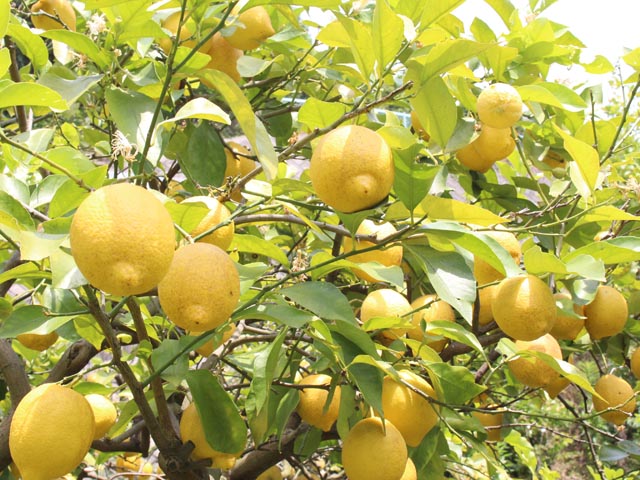 国広自然栽培農園 広島県三原市 レモン みかん 自然栽培 無農薬