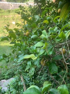 image0_2.jpeg