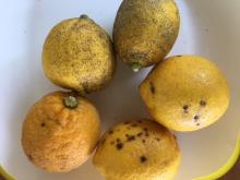 自然栽培レモン規格外品　10kg