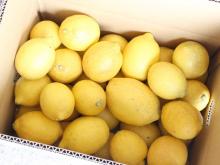 自然栽培レモン　5kg